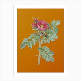 Vintage Kamtschatka Rose Botanical on Sunset Orange n.0655 Art Print