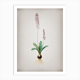Vintage Scilla Obtusifolia Botanical on Parchment n.0407 Art Print