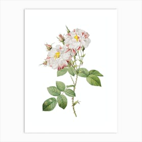 Vintage White Damask Rose Botanical Illustration on Pure White n.0728 Art Print