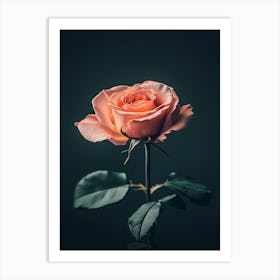 Pink Rose On Black Background 59 Poster