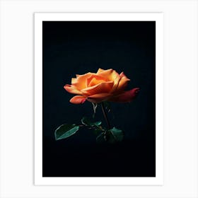 Orange Rose On Black Background 15 Art Print