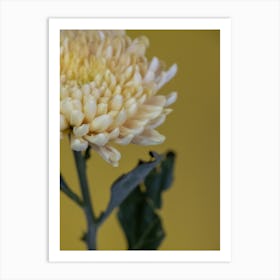 Yellow Chrysanthemum Flower Art Print