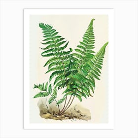 Vintage Illustration Walking Fern 1 Art Print