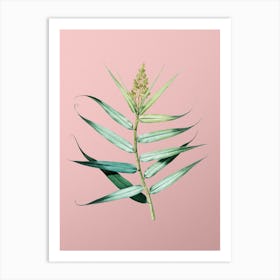Vintage Bush Cane Botanical on Soft Pink n.0454 Art Print