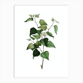 Vintage Silver Birch Botanical Illustration on Pure White n.0528 Art Print