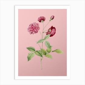 Vintage China Rose Botanical on Soft Pink n.0714 Art Print