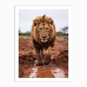 African Lion Muddy Paws Realism 3 Art Print