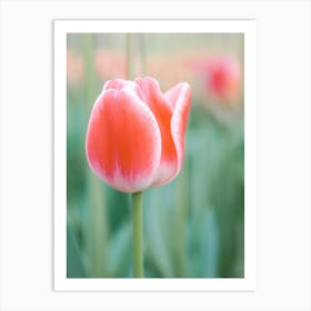 Tulip Serenity | Red tulip | Floral photography | The Netherlands Art Print