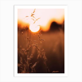 Golden Sunset Art Print