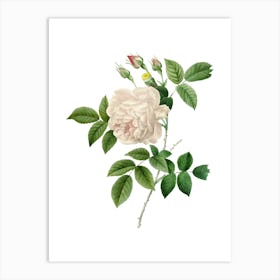 Vintage Rosa Indica Botanical Illustration on Pure White n.0957 Art Print