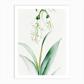 Lily Of The Valley Herb Minimalist Watercolour 3 Art Print