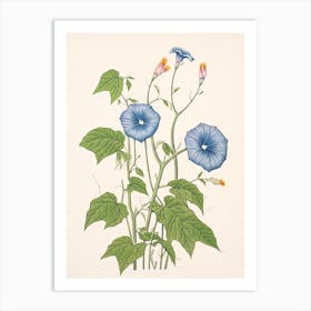 Asagao Morning Glory 2 Vintage Japanese Botanical Art Print