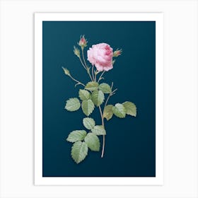 Vintage Provence Rose Botanical Art on Teal Blue 2 Art Print