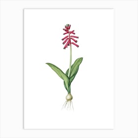 Vintage Lachenalia Pendula Botanical Illustration on Pure White n.0482 Art Print