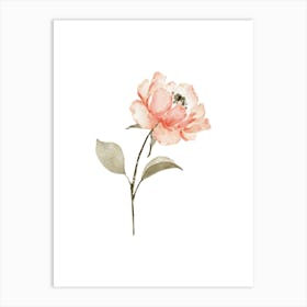 Watercolor Peony Art Print