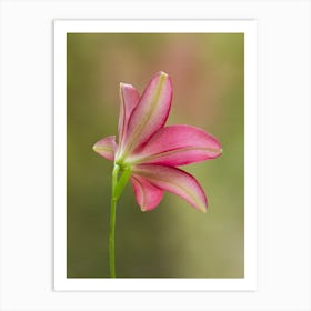 Pink Lily From Behind Art Print