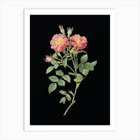 Vintage Queen Elizabeth's Sweetbriar Rose Botanical Illustration on Solid Black n.0190 Art Print