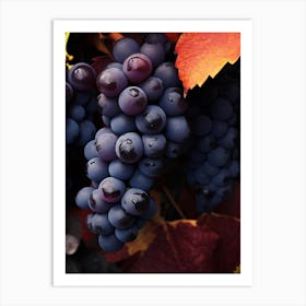 Black Grapes 1 Art Print