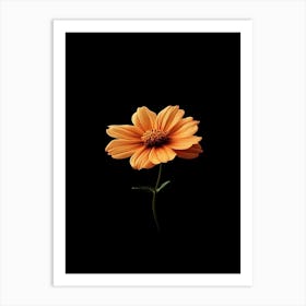 Orange Flower On Black Background 5 Art Print