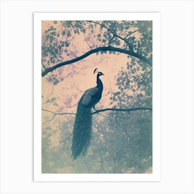 Peacock In A Tree Turquoise Cyanotype Inspired  4 Art Print