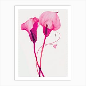 Hot Pink Calla Lily 2 Art Print