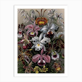 Vintage Haeckel 17 Tafel 74 Venusblumen Art Print