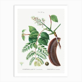 Kentucky Coffeetree, Pierre Joseph Redoute Art Print
