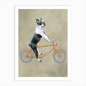 Boston Terrier On Bicycle Art Print