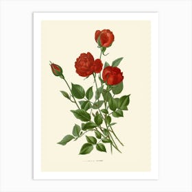 Red Roses Art Print