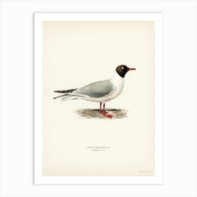 Black Headed Gull, The Von Wright Brothers Art Print