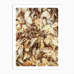 Autumn Leaves 3 Art Print