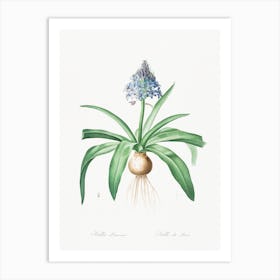 Portuguese Squill Illustration From Les Liliacées, Pierre Joseph Redouté Art Print