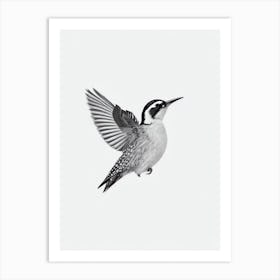 Woodpecker B&W Pencil Drawing 4 Bird Art Print