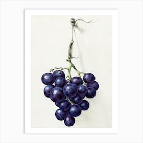 Bunch Of Blue Grapes, Jean Bernard Art Print