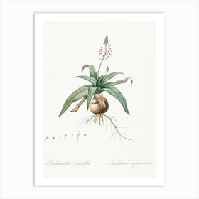 Lachenalia Lanceaefolia, Pierre Joseph Redoute Art Print