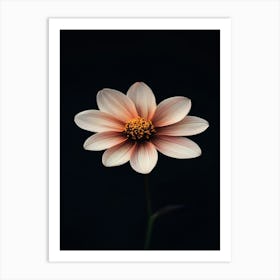 Dahlia Flower 18 Art Print