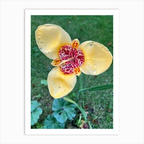 Yellow Orchid Art Print