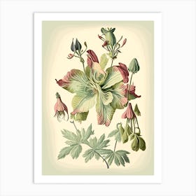 Wild Columbine Wildflower Vintage Botanical Art Print