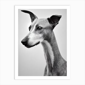 Whippet B&W Pencil Dog Art Print