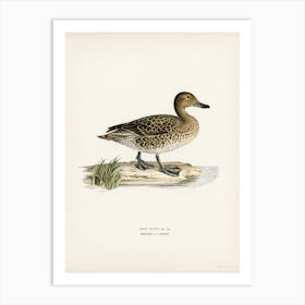 Pintail (Anas Acuta), The Von Wright Brothers Art Print