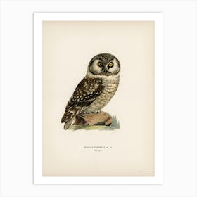 Boreal Owl, Tengmalm S Owl (Aegolius Funereus), The Von Wright Brothers Art Print