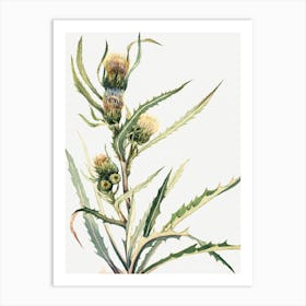 Vintage Botanical Mary Vaux Walcott _2732431 Art Print