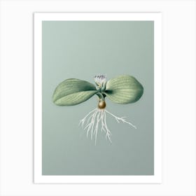 Vintage Massonia Pustulata Botanical Art on Mint Green n.0116 Art Print
