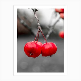 Red Apples On A Branch Botanical Photography Art Print