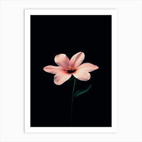 Pink Flower On Black Background 10 Art Print