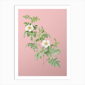 Vintage Musk Rose Botanical on Soft Pink n.0207 Art Print