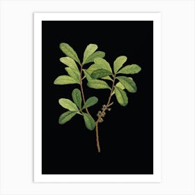 Vintage Northern Bayberry Botanical Illustration on Solid Black n.0291 Art Print