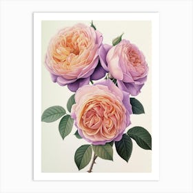 English Roses Painting Rose In A Book 1 Art Print