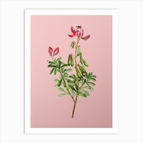 Vintage Restharrows Botanical on Soft Pink n.0425 Art Print