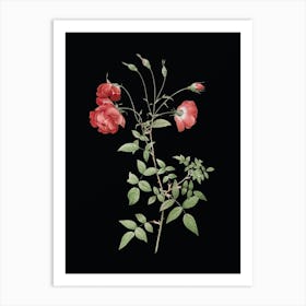Vintage Red Rose Botanical Illustration on Solid Black n.0586 Art Print